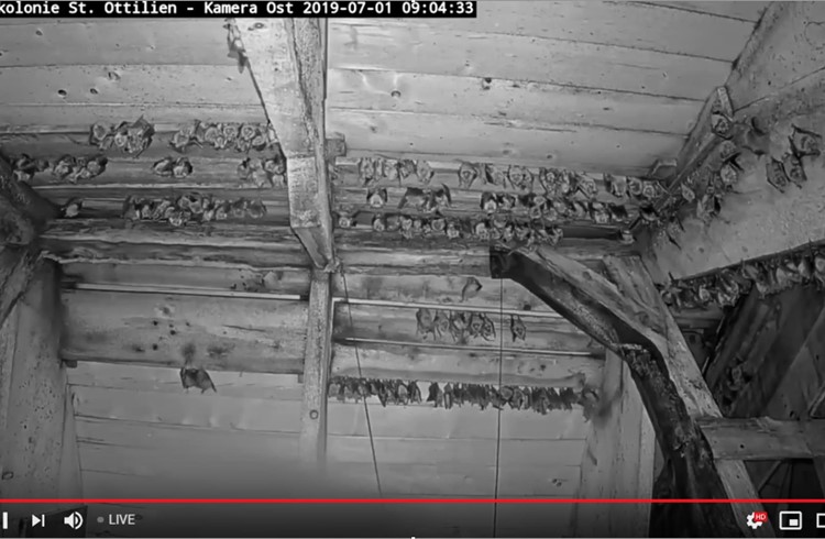 Blick via Infrarot-Kamera in das Ost-Abteil der Mausohr-Kolonie in der Kapelle St. Ottilien. Im unteren rechten Bildviertel, nahe beim schwarzen Balken, ist ein fliegendes Mausohr knapp erkennbar. Foto zVg
