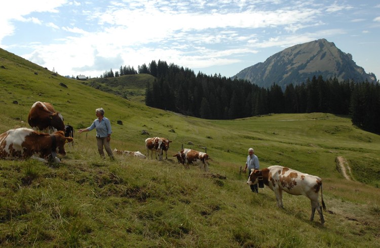 Annelis und Hans Renggli mit ihren Kühen auf der Alp Lauenberg. Foto Céline Estermann-Erni