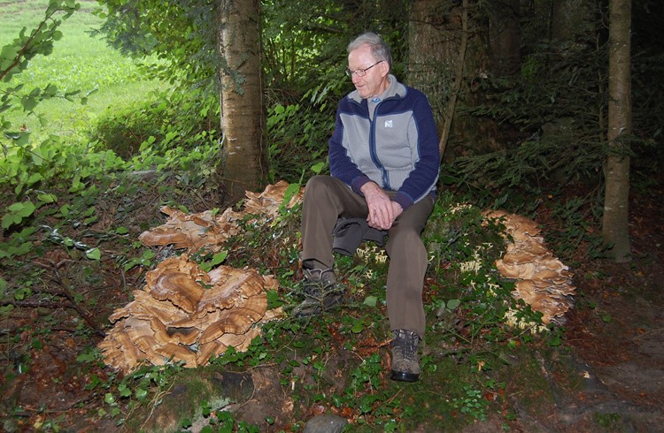 Anton Kaufmann bei seinem Riesensporling, um den erstaunlicherweise auch noch viele kleinere Pilze zu sehen sind. Foto Willi Rölli