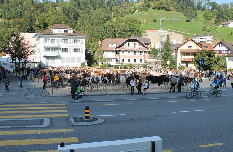 Die Viehschau wurde von vielen Interessierten besucht. Foto Toni Duss