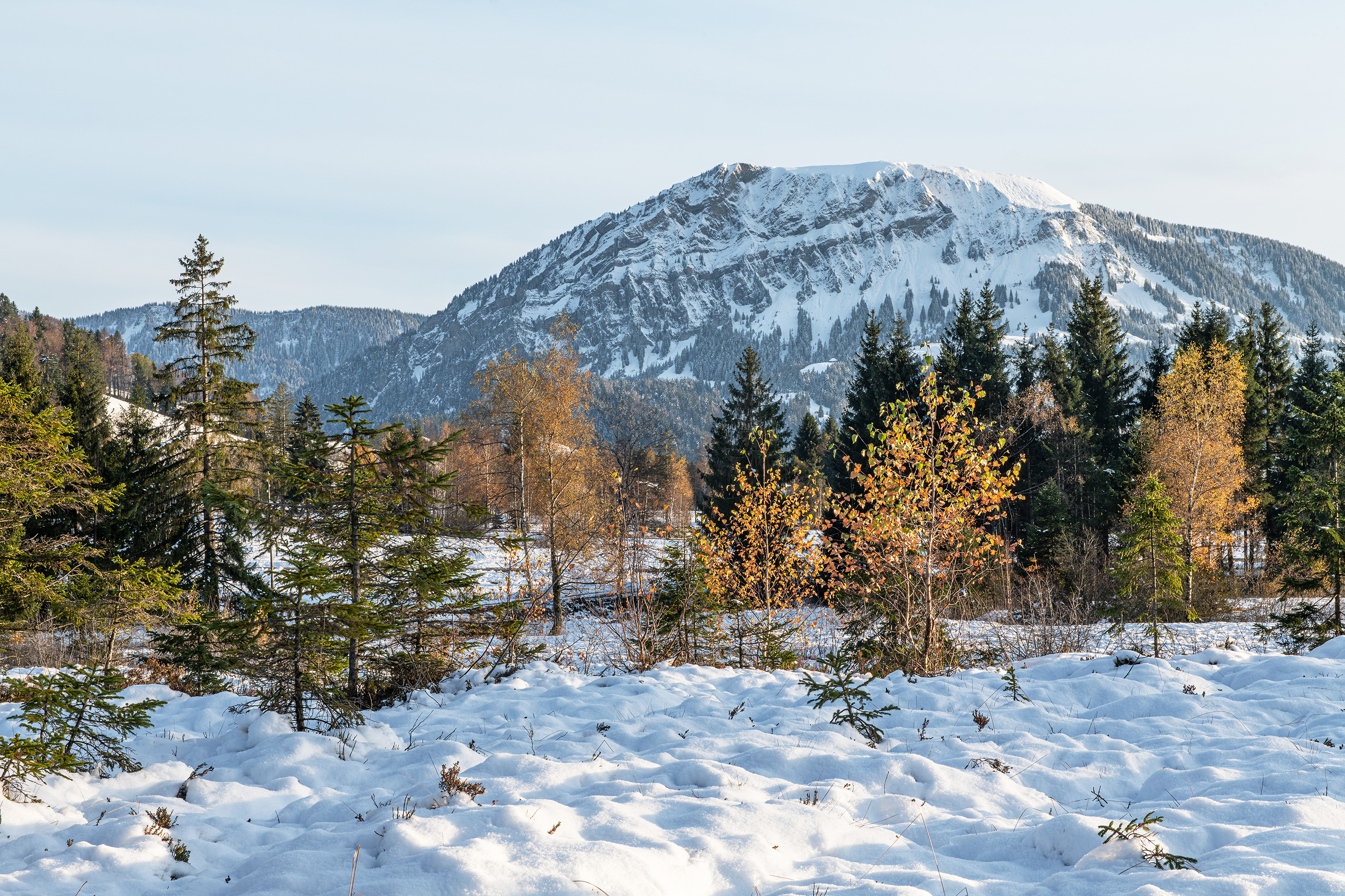 Mettelimoos in Finsterwald liegt schon mit Schnee bedeckt, wobei sich die letzten farbigen Blätter noch an den Bäumen halten. | Stefan Dubach, Ruwil